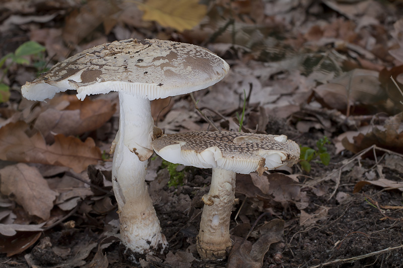 Amanita franchetii